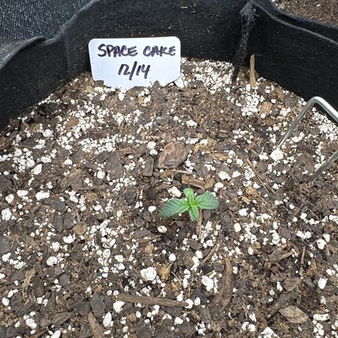 Space Cake - Middle growlog timeline photo