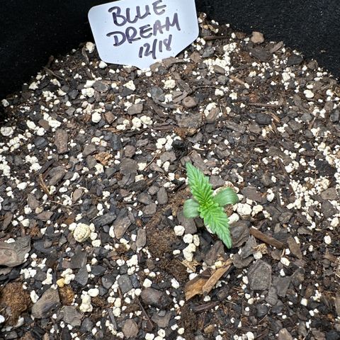 Blue Dream growlog timeline photo