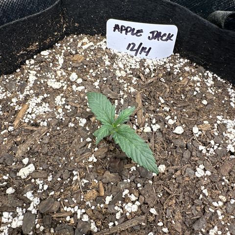 Apple Jack - Top growlog timeline photo