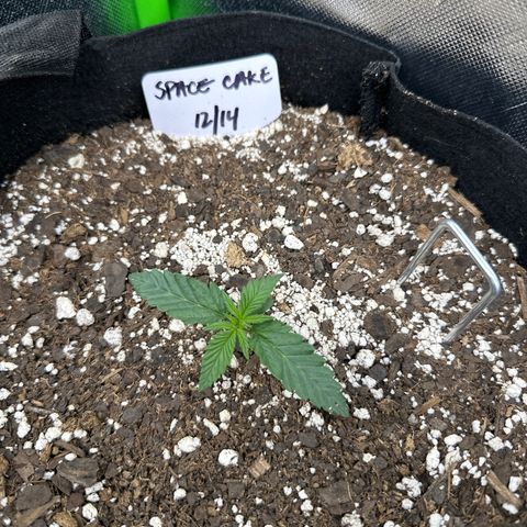 Space  Cake - Top growlog timeline photo