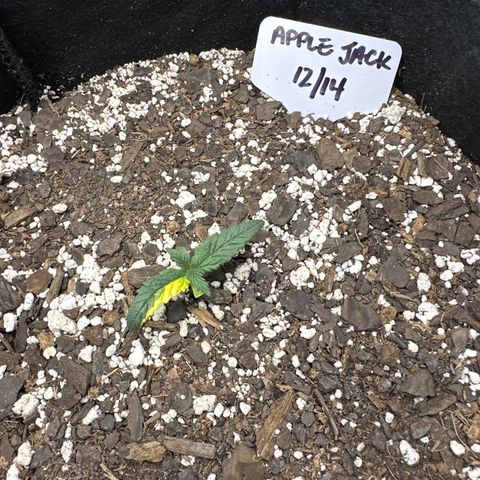 Apple Jack - Bottom growlog timeline photo