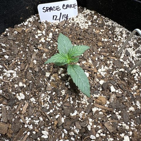 Space Cake - Bottom growlog timeline photo