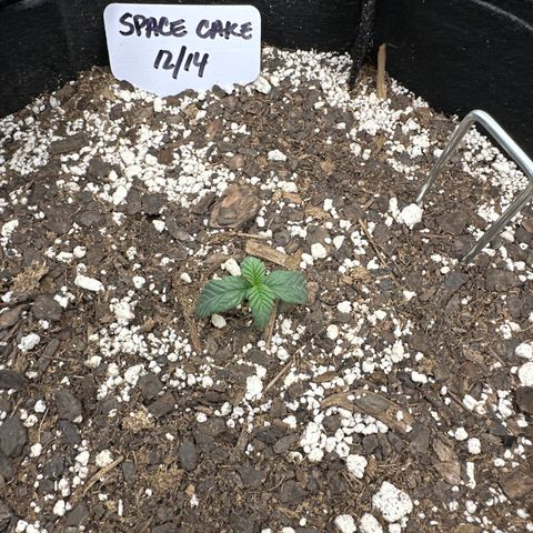 Space Cake - Middle growlog timeline photo