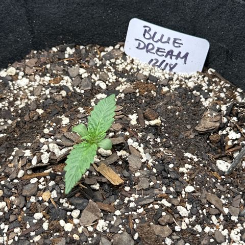 Blue Dream growlog timeline photo