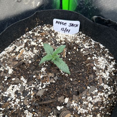 Apple Jack - Top growlog timeline photo