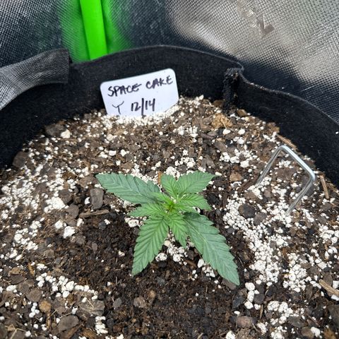Space  Cake - Top growlog timeline photo