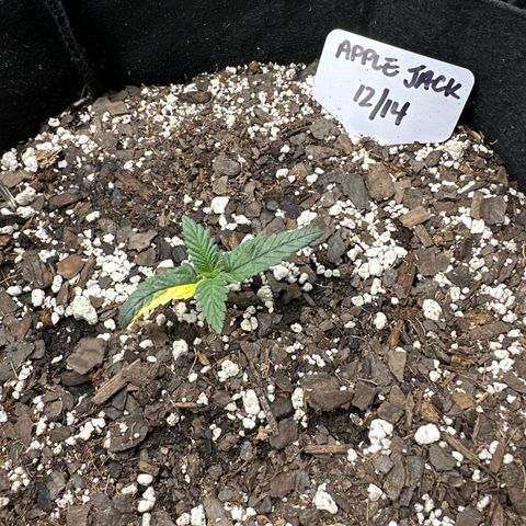 Apple Jack - Bottom growlog timeline photo