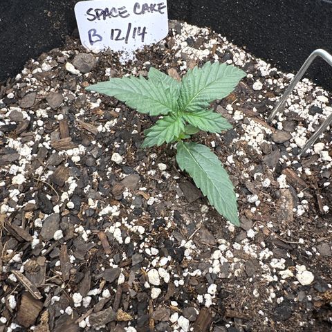 Space Cake - Bottom growlog timeline photo