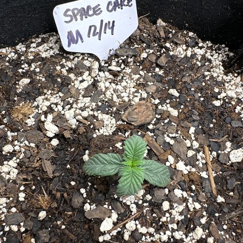 Space Cake - Middle growlog timeline photo