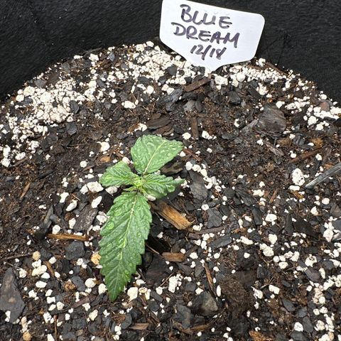 Blue Dream growlog timeline photo