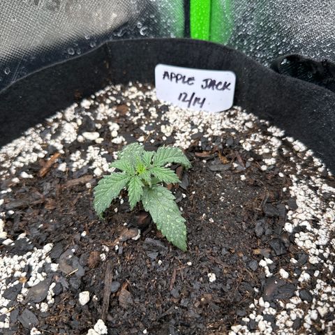Apple Jack - Top growlog timeline photo