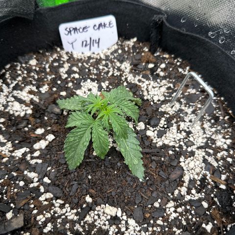 Space  Cake - Top growlog timeline photo