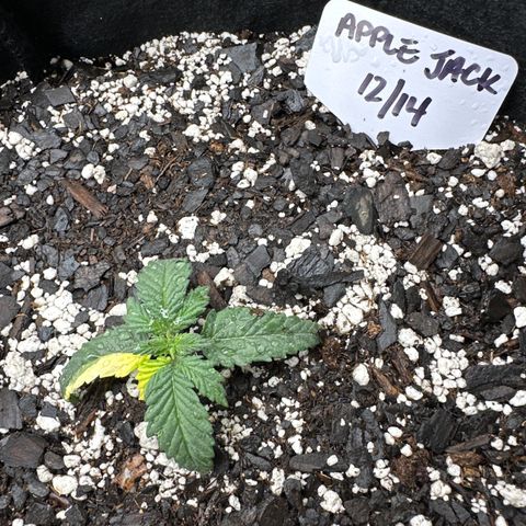 Apple Jack - Bottom growlog timeline photo