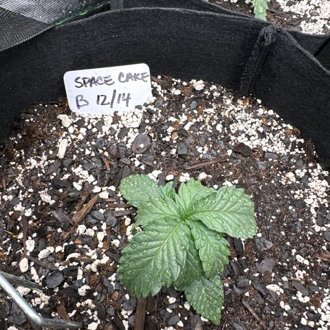 Space Cake - Bottom growlog timeline photo