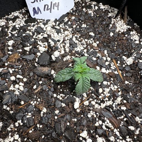 Space Cake - Middle growlog timeline photo