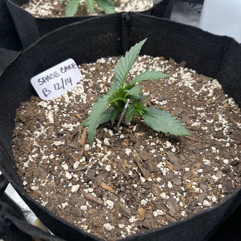 Space Cake - Bottom growlog photo: LST