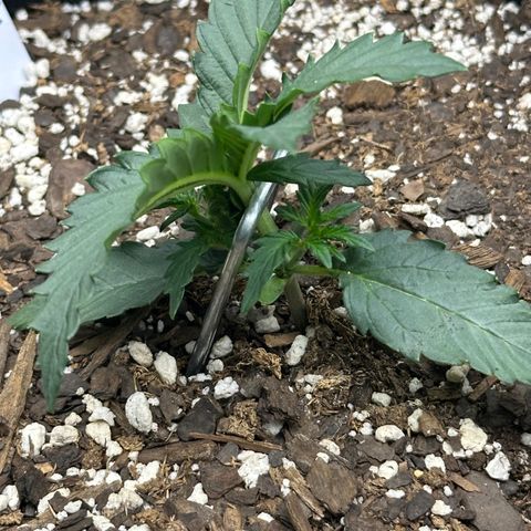 Space Cake - Bottom growlog photo: LST