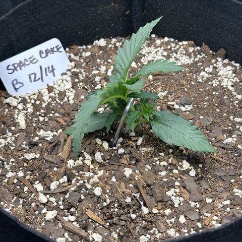 Space Cake - Bottom growlog photo: LST
