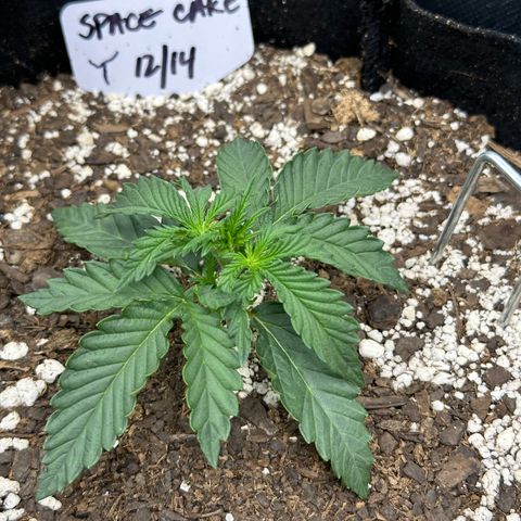Space  Cake - Top growlog photo: Vegetative