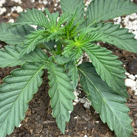 Space  Cake - Top growlog photo: Vegetative