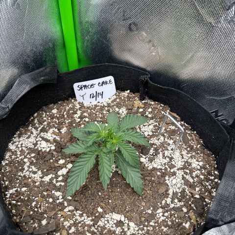Space  Cake - Top growlog photo: Vegetative