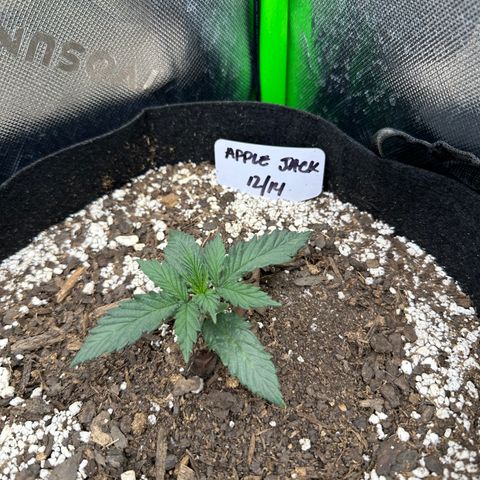 Apple Jack - Top growlog photo: Vegetative