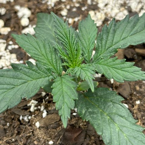 Apple Jack - Top growlog photo: Vegetative