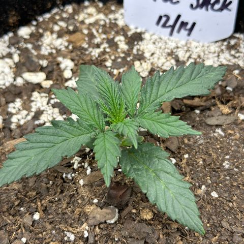 Apple Jack - Top growlog photo: Vegetative