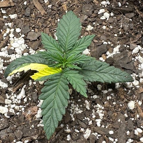 Apple Jack - Bottom growlog photo: Vegetative