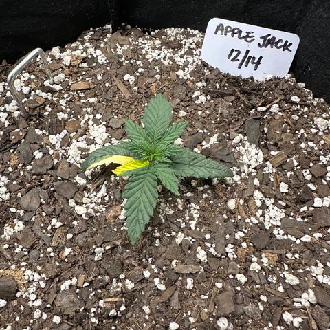 Apple Jack - Bottom growlog photo: Vegetative