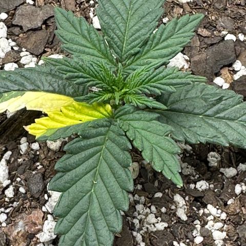 Apple Jack - Bottom growlog photo: Vegetative