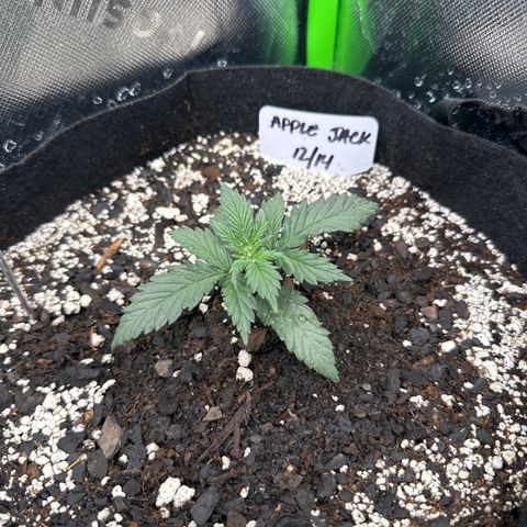 Apple Jack - Top growlog timeline photo