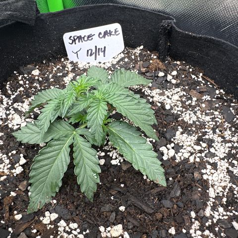 Space  Cake - Top growlog timeline photo