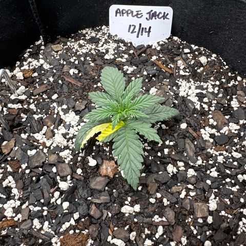 Apple Jack - Bottom growlog timeline photo