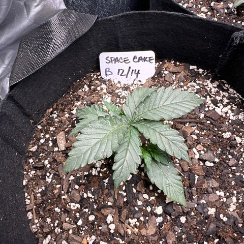 Space Cake - Bottom growlog timeline photo