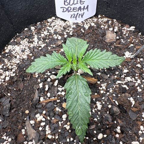 Blue Dream growlog timeline photo