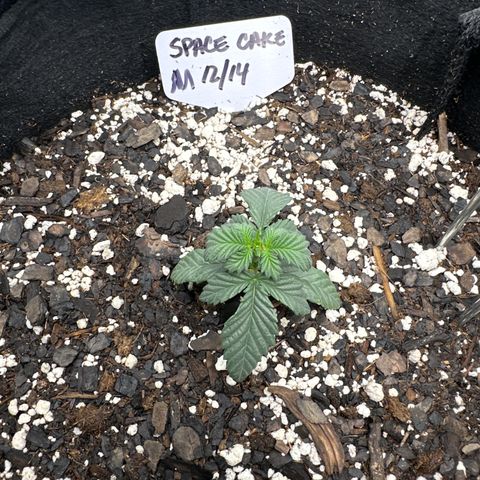 Space Cake - Middle growlog timeline photo