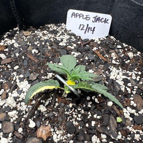 Apple Jack - Bottom growlog timeline photo