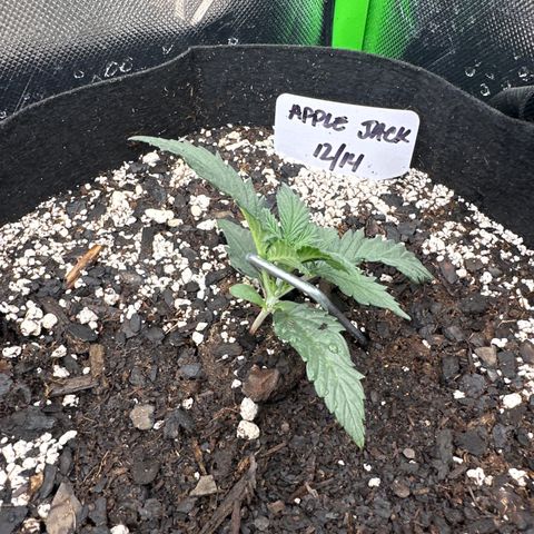 Apple Jack - Top growlog timeline photo