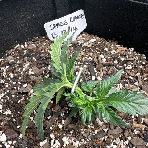 Space Cake - Bottom growlog timeline photo