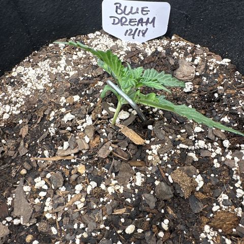 Blue Dream growlog timeline photo