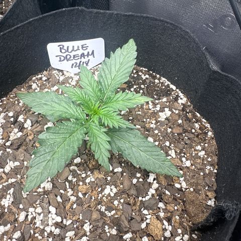 Blue Dream growlog timeline photo