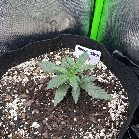 Apple Jack - Top growlog timeline photo