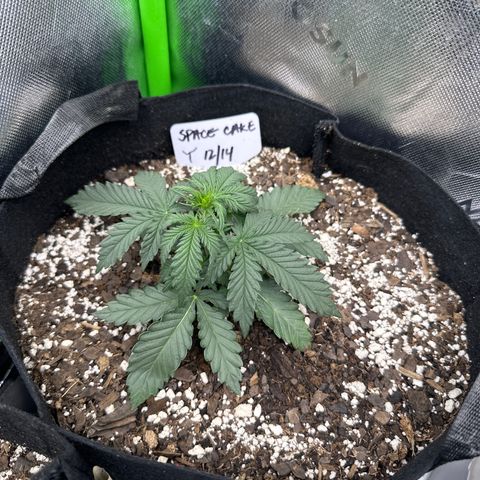 Space  Cake - Top growlog timeline photo