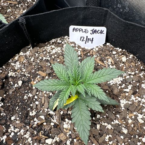 Apple Jack - Bottom growlog timeline photo