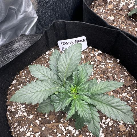 Space Cake - Bottom growlog timeline photo
