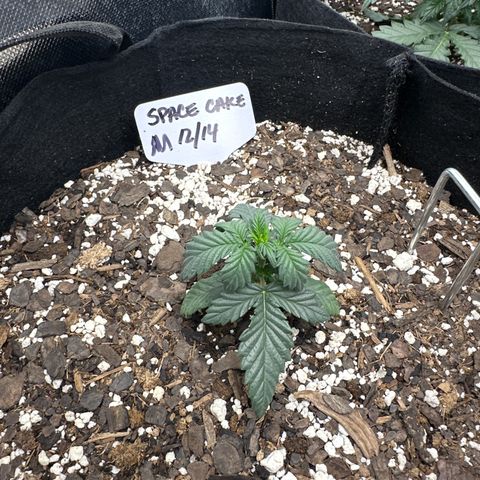 Space Cake - Middle growlog timeline photo