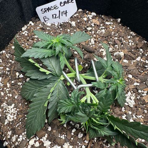 Space Cake - Bottom growlog timeline photo