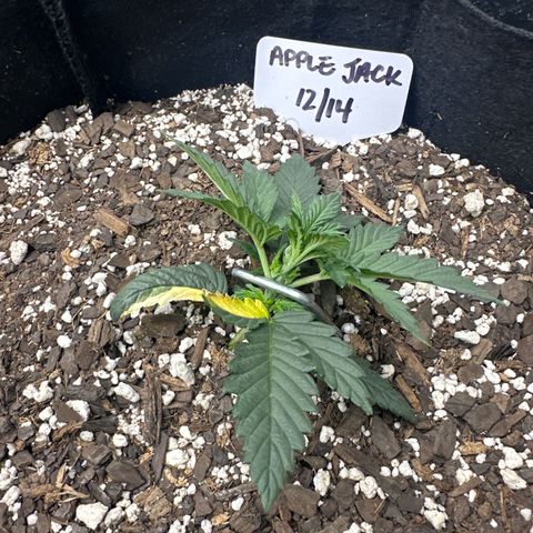 Apple Jack - Bottom growlog timeline photo