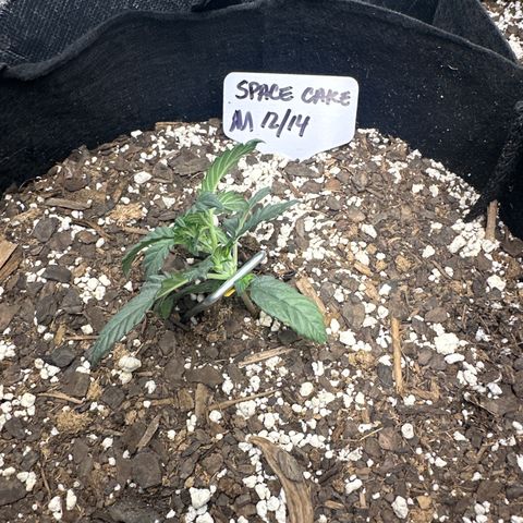 Space Cake - Middle growlog timeline photo